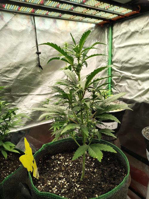 Blueberry Cookies. Week 5