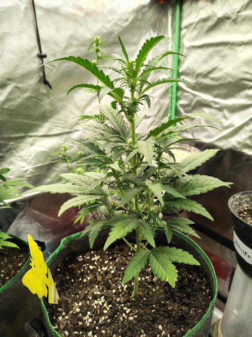 Blueberry Cookies. Week 5