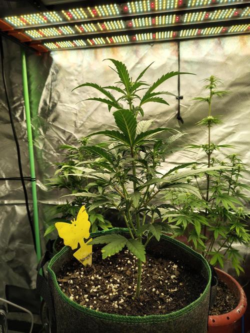 Blueberry Cookies. Week 5