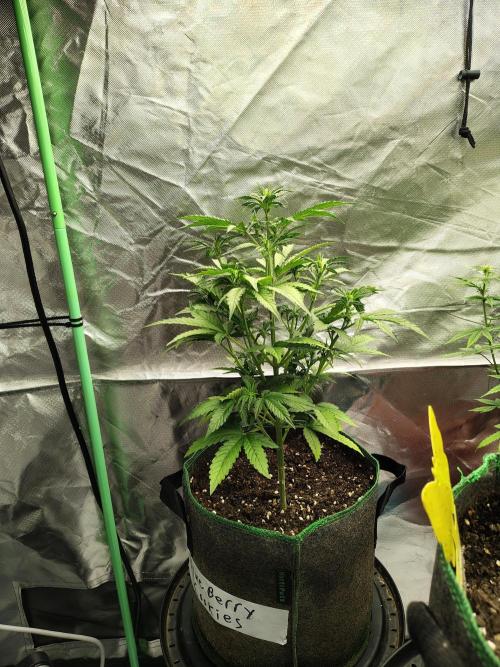 Blueberry Cookies. Week 5