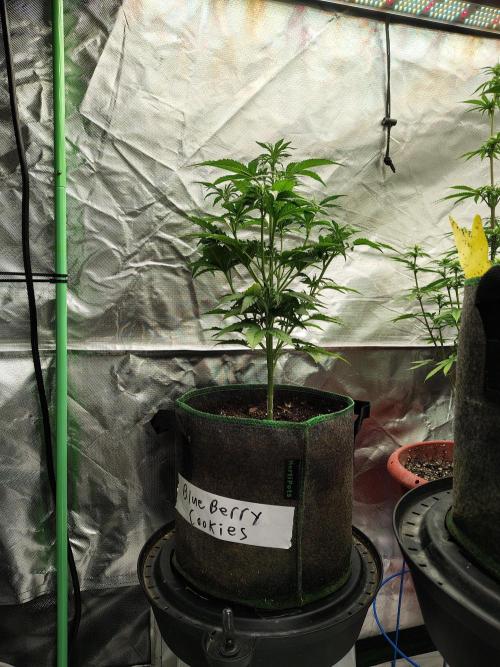 Blueberry Cookies. Week 5