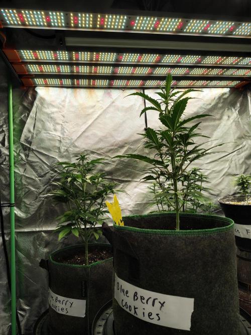 Blueberry Cookies. Week 5