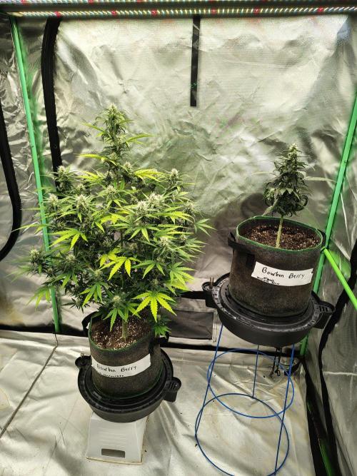 Bourbon Berry. Week 9