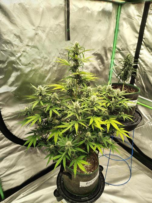 Bourbon Berry. Week 9