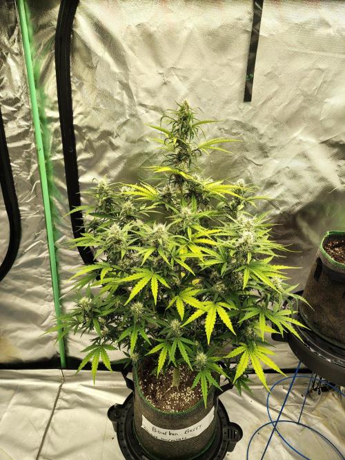 Bourbon Berry. Week 9