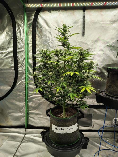 Bourbon Berry. Week 9