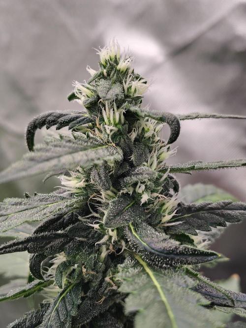 Bourbon Berry. Week 9