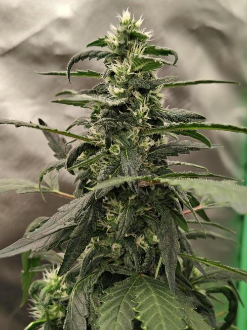 Bourbon Berry. Week 9