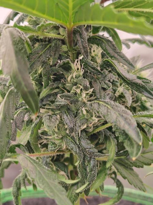 Bourbon Berry. Week 9