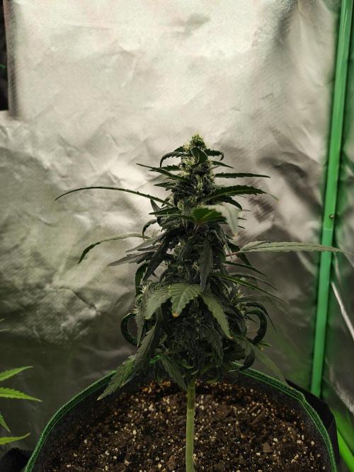 Bourbon Berry. Week 9