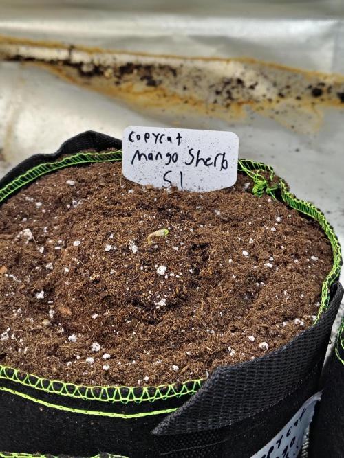 Mango Sherb S1. Week 1