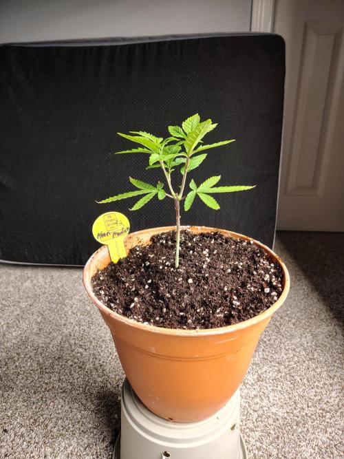 Alien Moonrocks. Week 9