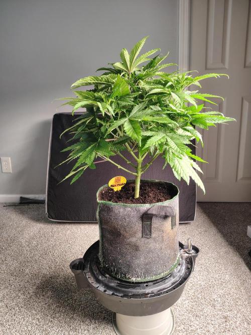 Alien Moonrocks. Week 9