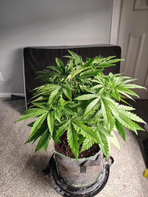 Alien Moonrocks. Week 9