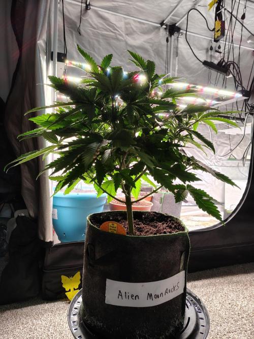 Alien Moonrocks. Week 9