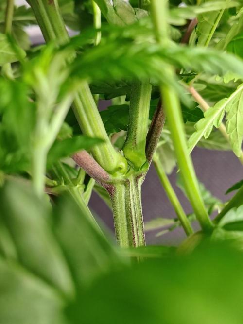 Alien Moonrocks. Week 9