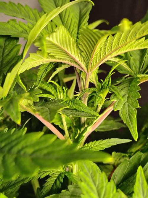 Alien Moonrocks. Week 9