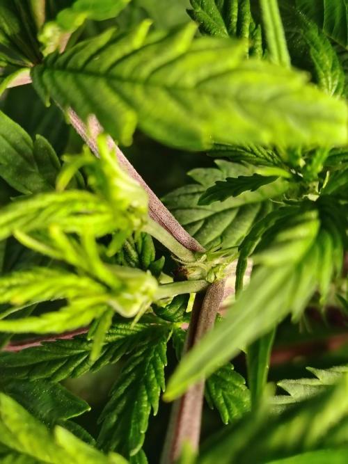 Alien Moonrocks. Week 9