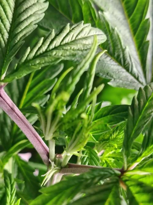 Alien Moonrocks. Week 9