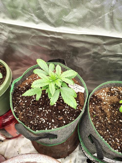 FrostBanger Auto. Week 2