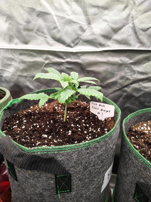 FrostBanger Auto. Week 2