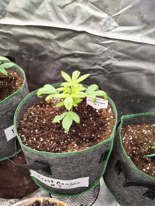 FrostBanger Auto. Week 2