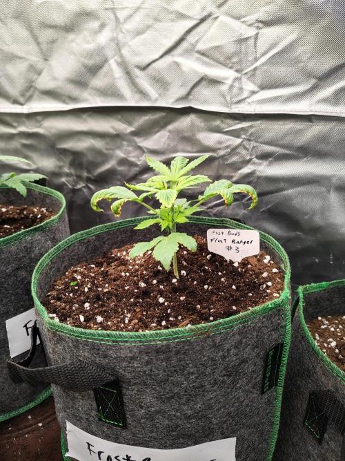 FrostBanger Auto. Week 2