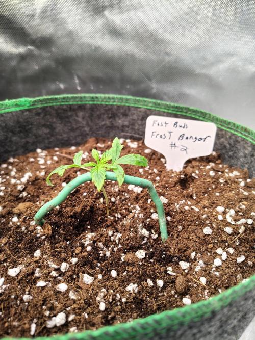 FrostBanger Auto. Week 2