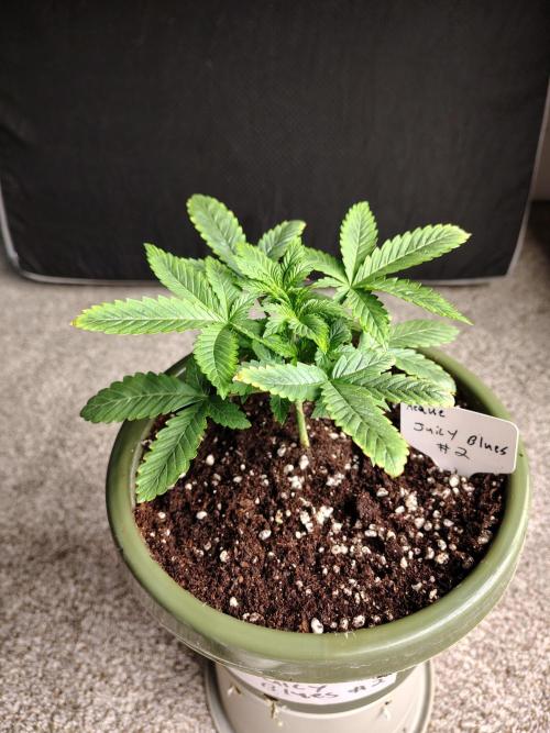 Juicy Blues Auto (Run #2). Week 3