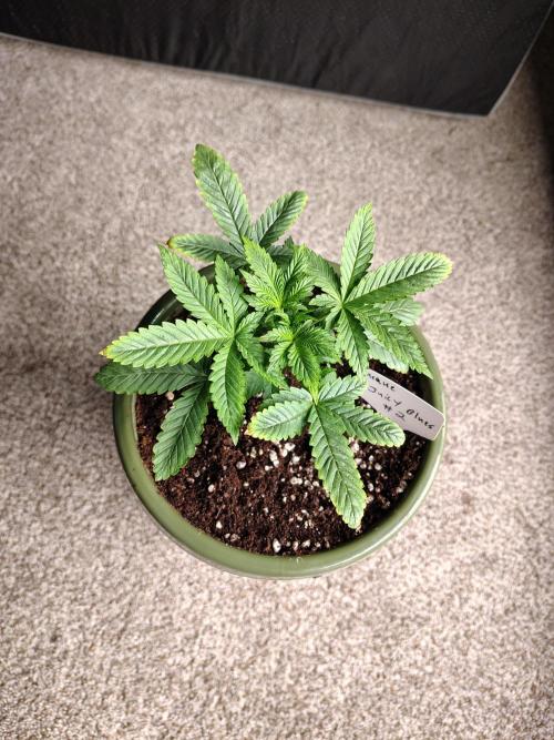 Juicy Blues Auto (Run #2). Week 3