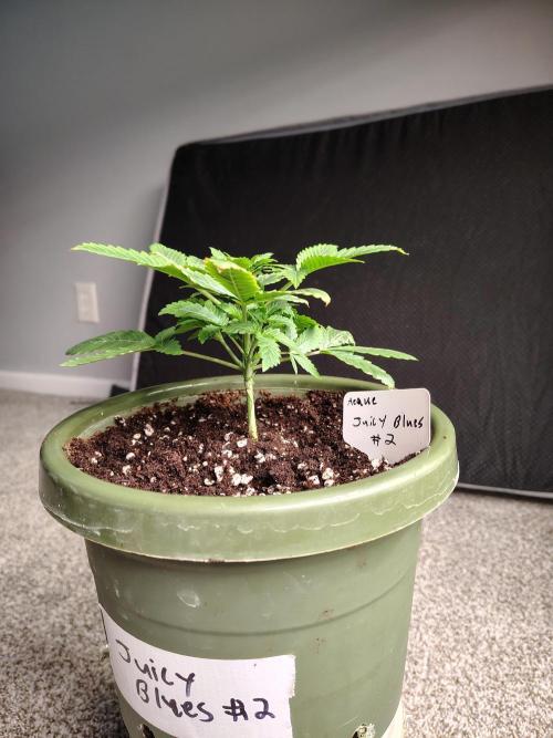 Juicy Blues Auto (Run #2). Week 3