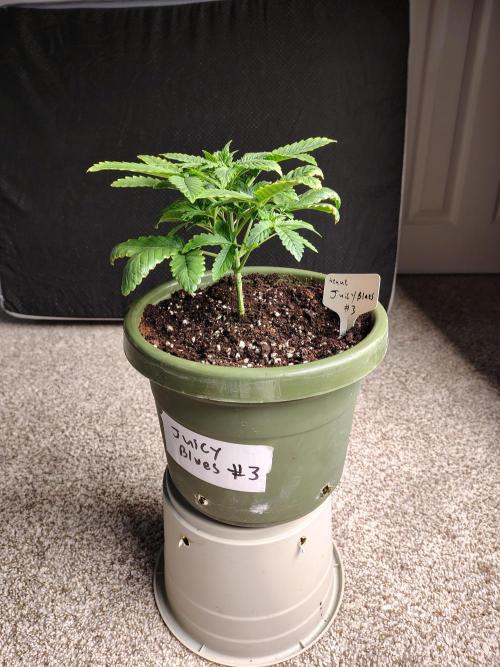 Juicy Blues Auto (Run #2). Week 3