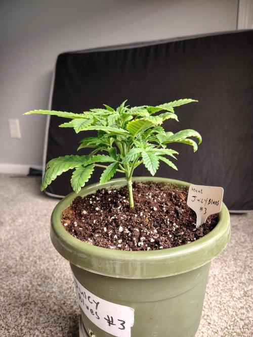 Juicy Blues Auto (Run #2). Week 3