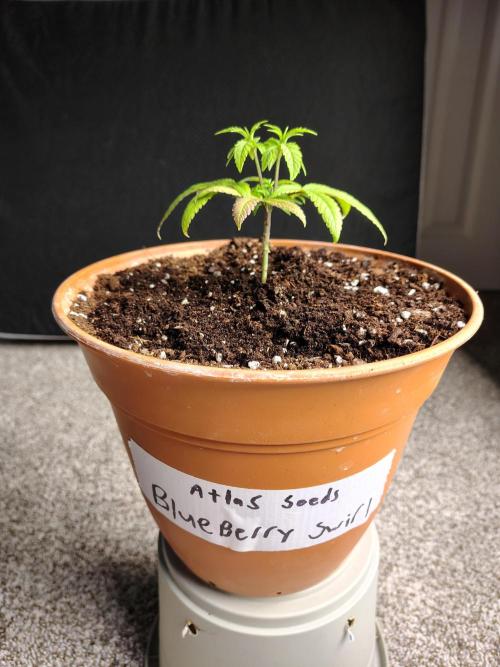 Blueberry Swirl. Week 9