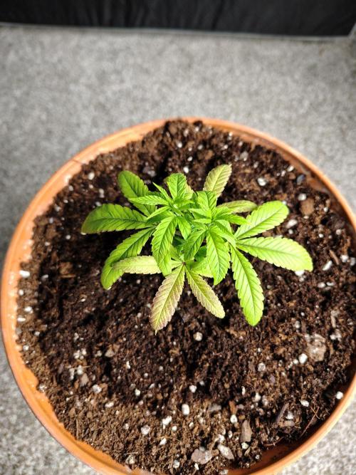 Blueberry Swirl. Week 9