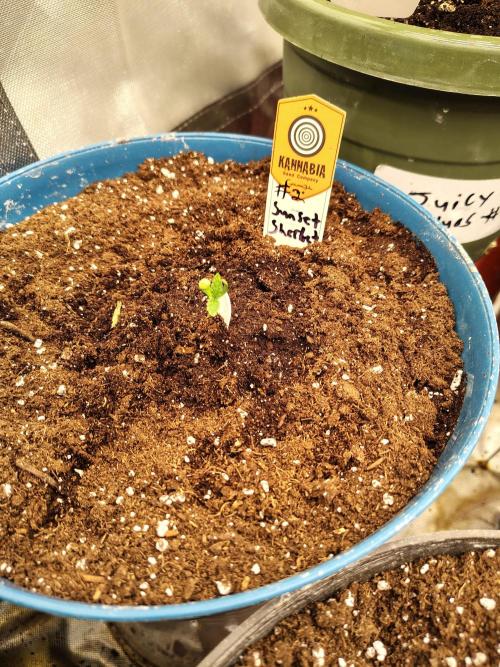 Sunset Sherbet. Week 1 - D5
