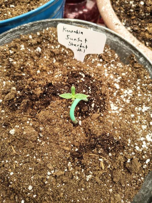 Sunset Sherbet. Week 1 - D5