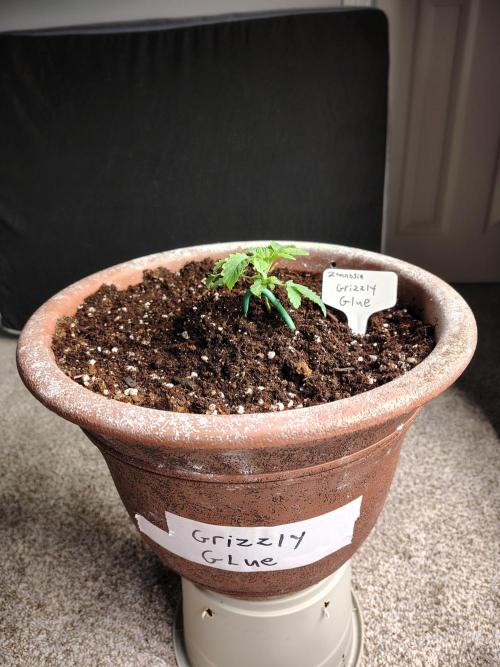 Grizzly Glue. Week 2 - Watered too much and too fast