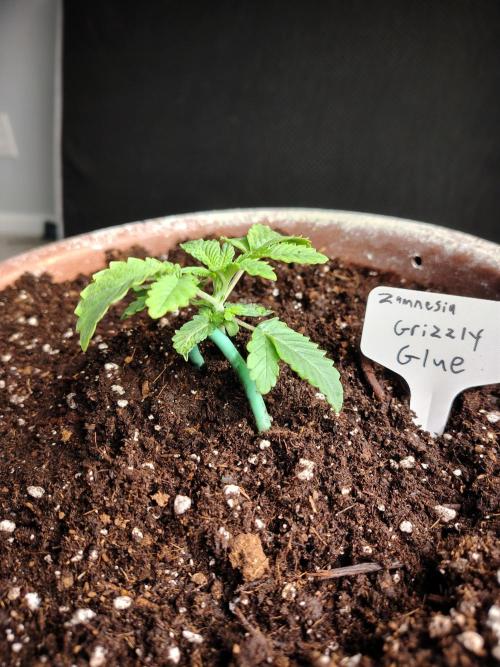 Grizzly Glue. Week 2 - Watered too much and too fast