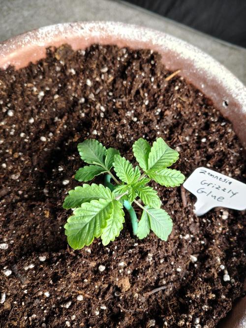 Grizzly Glue. Week 2 - Watered too much and too fast