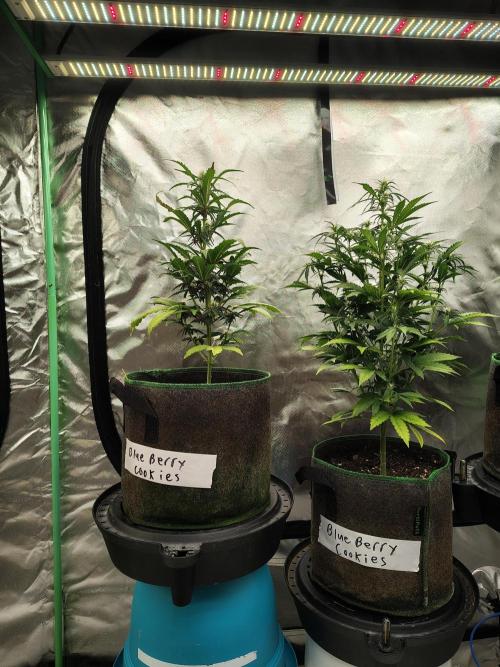 Blueberry Cookies. Week 6 - D47