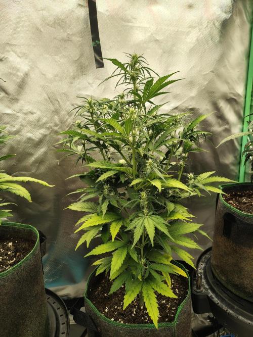 Blueberry Cookies. Week 6 - D47