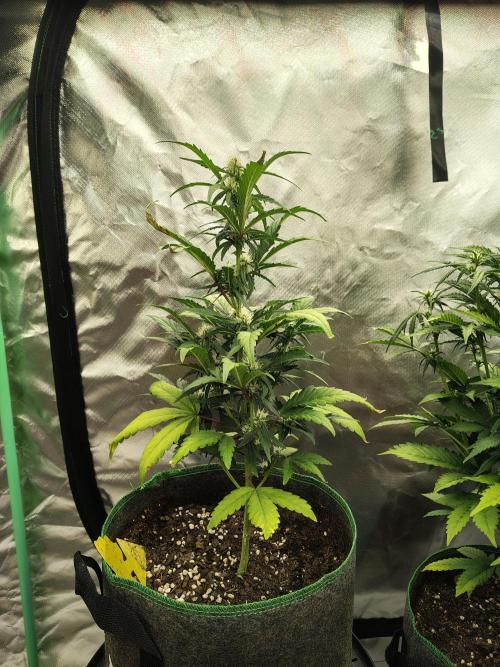 Blueberry Cookies. Week 6 - D47