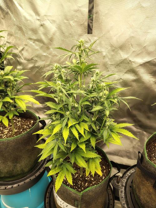 Blueberry Cookies. Week 6 - D47