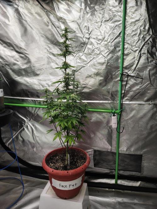 Face Fat (Run #2). Week 7