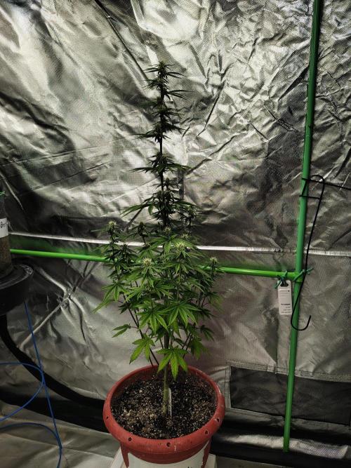 Face Fat (Run #2). Week 7