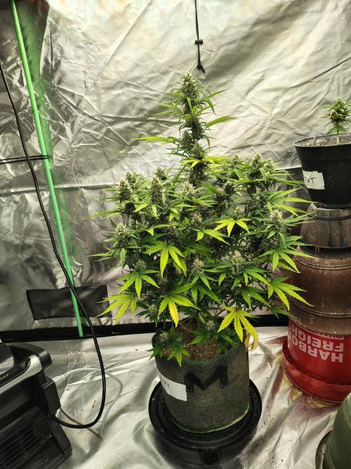 Bourbon Berry. Week 9