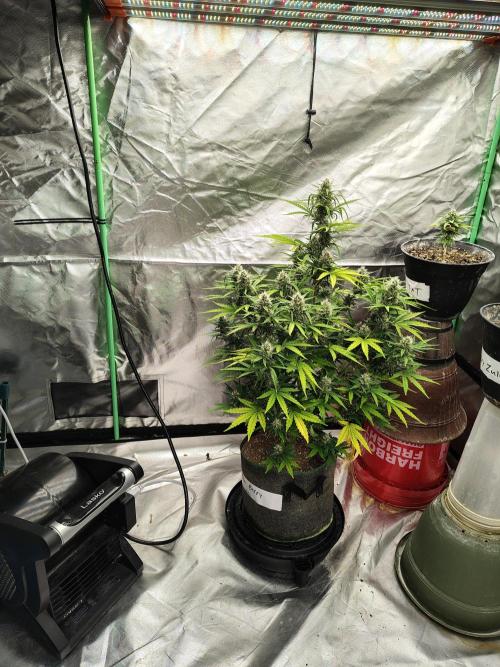 Bourbon Berry. Week 9