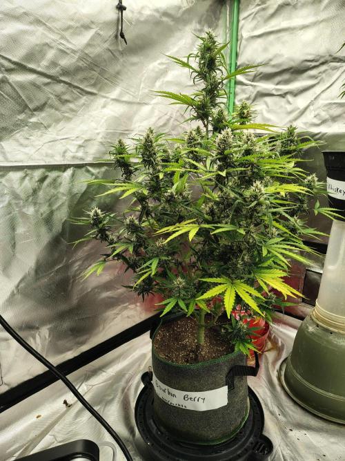 Bourbon Berry. Week 9