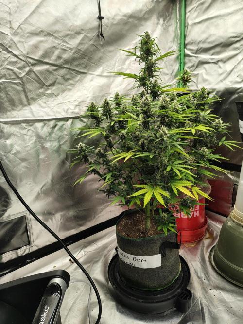 Bourbon Berry. Week 9